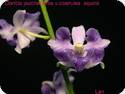 Doritis pulcherrima coerulea var. aquinii